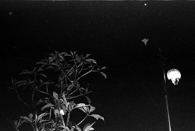 Low angle view of illuminated birds against sky at night