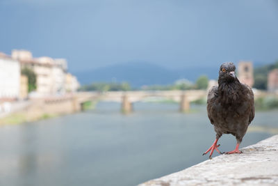 Bird perching on retaining wall against sky