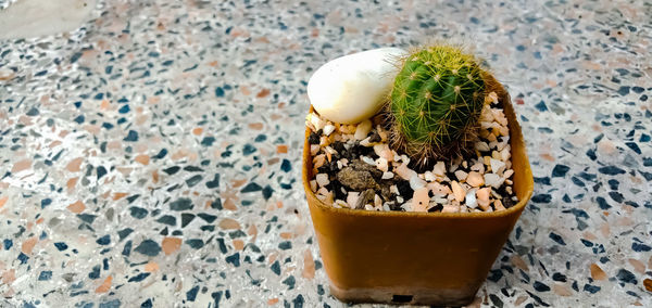 High angle view of potted plant on table
