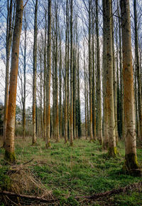 View of trees in forest