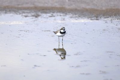 View of bird on beach