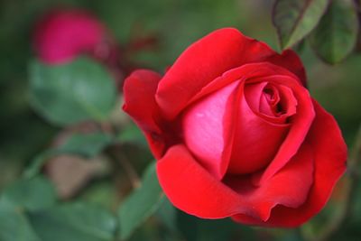 Close-up of red rose blooming outdoors