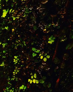 Close-up of berries growing on tree