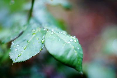 Close-up of water drops on leaf