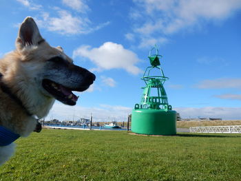 Dog on field against sky