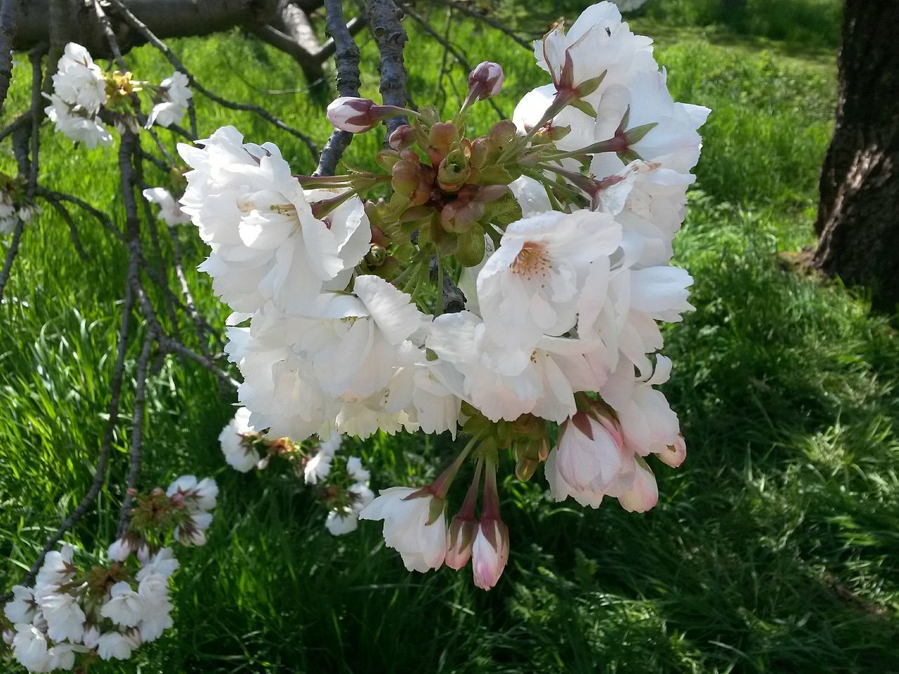 White blossoms green grass