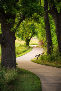 Road amidst trees and plants