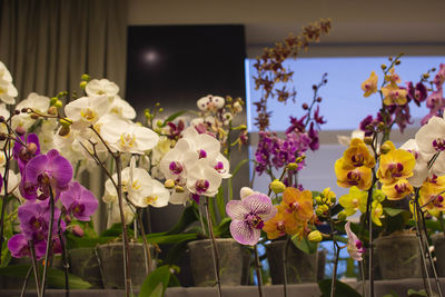 Close-up of purple flowers in vase at home