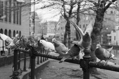 Birds perching on branch