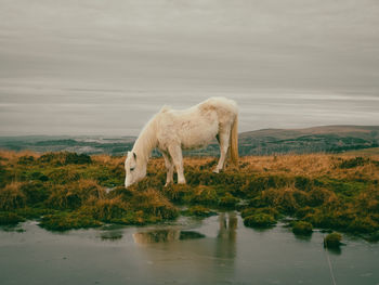 Horse standing in lake