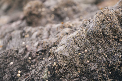 Close-up of lizard on rock