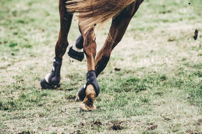 View of a horse on field