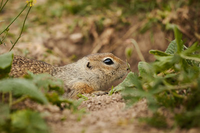 Close-up of squirrel