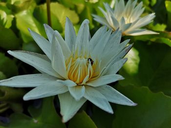 Close-up of insect pollinating flower