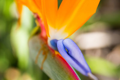 Close-up of purple flowering plant