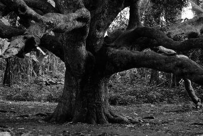 Tree trunk in forest