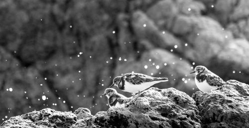 Close-up of birds in water
