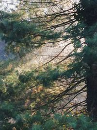 Trees against sky