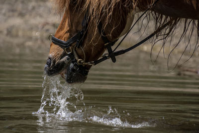 Close-up of horse drinking water