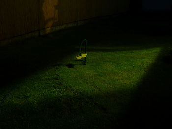 Close-up of green grass