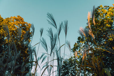 Low angle view of plants against clear sky