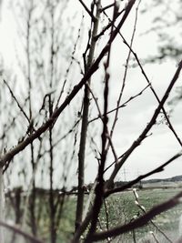 Close-up of tree against sky