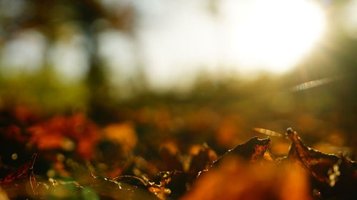 Close-up of fresh plant in autumn