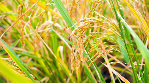 Close-up of wheat growing on field