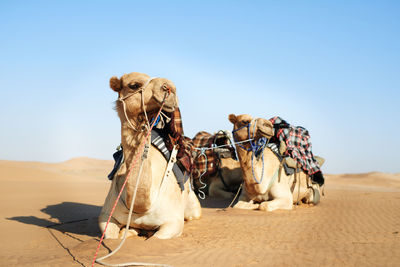 Camel on field against clear sky