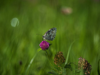 Close-up of butterfly pollinating on purple flower