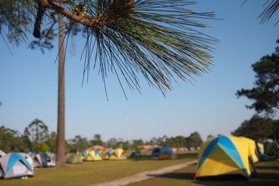 Scenic view of palm trees against clear blue sky
