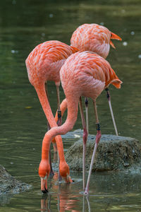 Full length of a bird drinking water