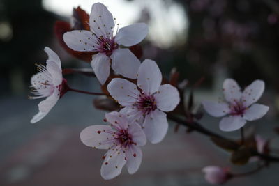 Close-up of cherry blossom