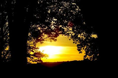 Silhouette of trees at sunset