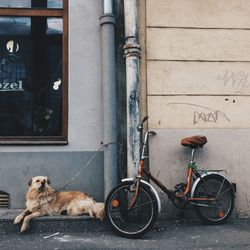 View of dog on bicycle against wall