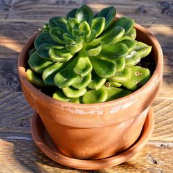 High angle view of salad in bowl on table