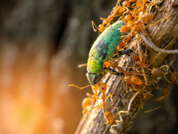 Close-up of insect on plant