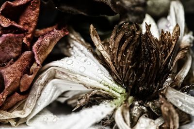 Close-up of insect on flower