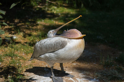 Close-up of bird perching on rock