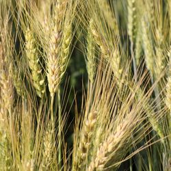 Close-up of stalks in field