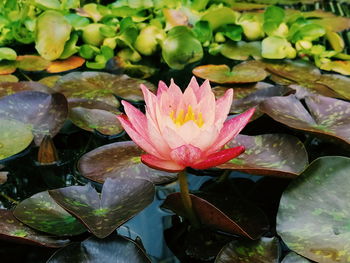 Close-up of lotus water lily in pond