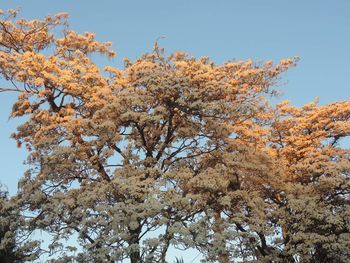 Low angle view of blooming tree against sky