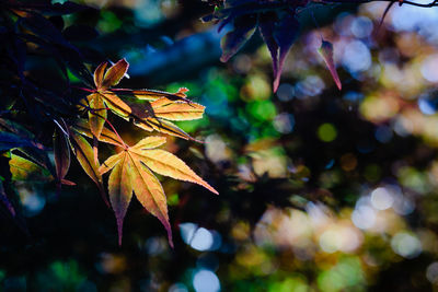 Close-up of maple tree