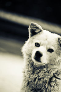 Close-up portrait of a dog