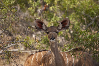 A female greater kudu 