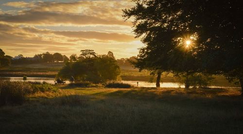 Trees on grassy field against sky during sunset