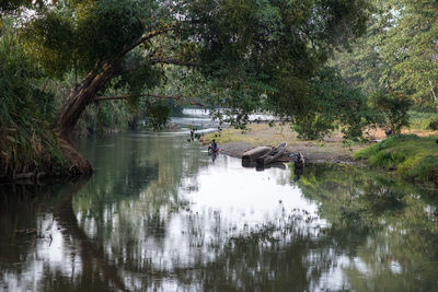 Reflection of trees in lake