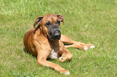 Portrait of dog relaxing on field