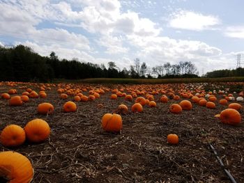 View of pumpkins on field against sky