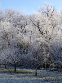 Bare trees against sky